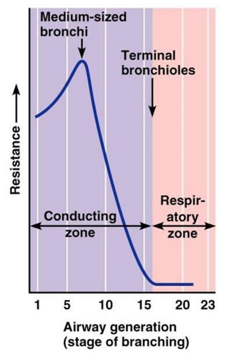 Airway Resistance and Flow Dynamics - HubPages