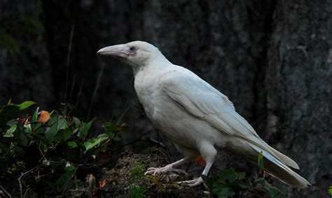 Fun Facts About White Ravens | Carrie D. Miller