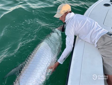 Tarpon Fishing In Florida Complete Guide Tilt Fishing