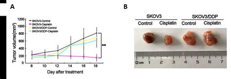 Cisplatin Displays Anti Tumor Activity In Xenograft Mouse Models