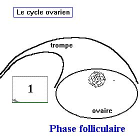 Fonction Reproductrice Chez L Homme Chez La Femme Bac Science Dans Le