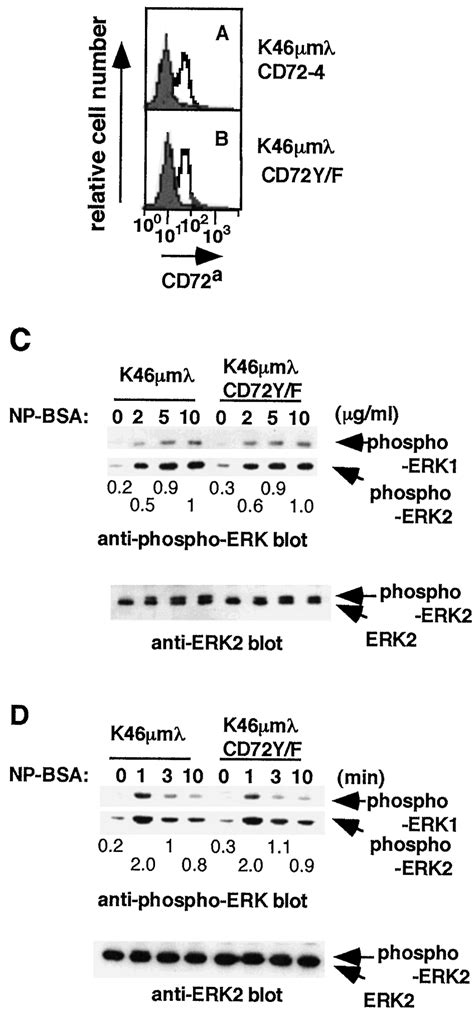 Expression Of An Itim Mutated Form Of Cd Cd Y F Fails To Reduce