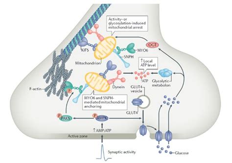 Nat Rev Neurosci综述：盛祖杭李苏楠总结突触前局部能量代谢在神经传导的重要作用