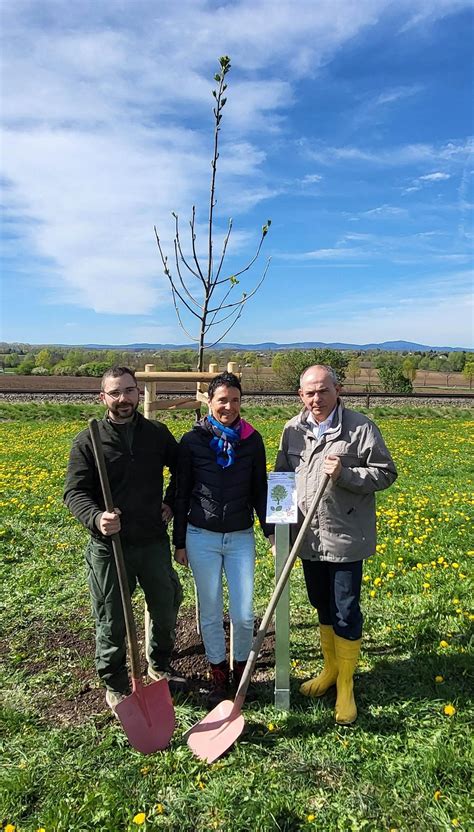 Baum des Jahres 2024 für den Bürgerpark GOTHA AKTUELL