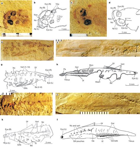 All About Haikouichthys Meet One Of The First Stem Vertebrates