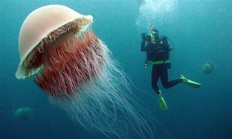 WATCH: World's Largest Jellyfish Devoured by Sea Anemones