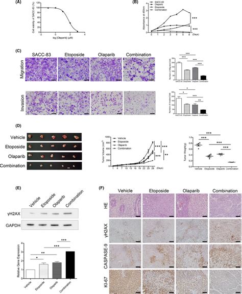 Effects Of Treatment With Olaparib Under Etoposideinduced DNA Damage