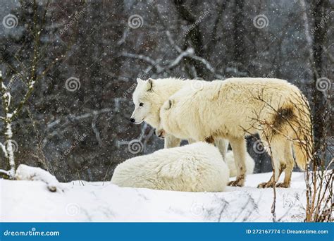 Arctic Wolf Canis Lupus Arctos The Pack Is Resting Stock Photo