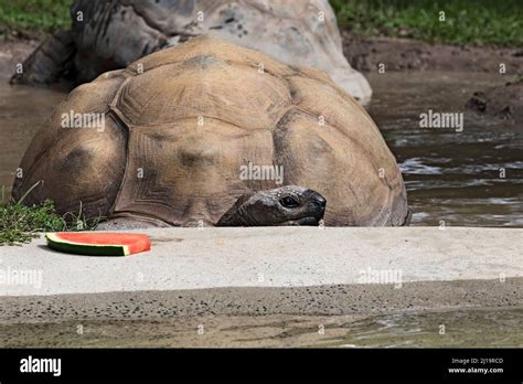 Australian Reptiles Hi Res Stock Photography And Images Alamy