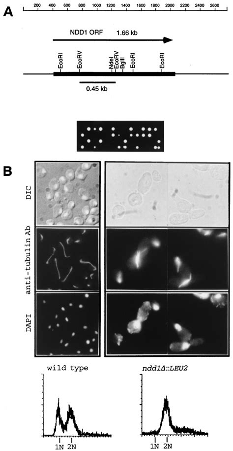 Ndd Is An Essential Gene A Partial Restriction Map Of The Kb