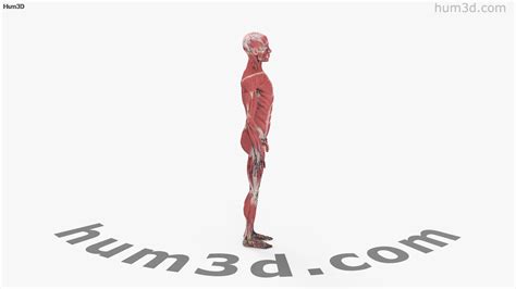 360 View Of Complete Male Anatomy 3d Model 3dmodels Store