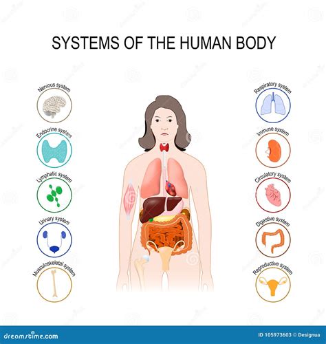 Organos Del Cuerpo Humano Ilustracion Del Vector Ilustracion De Humano 7e7 Images