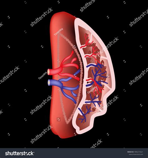 비장의 해부학적 구조 벡터 일러스트레이션 스톡 벡터 로열티 프리 1896215521 Shutterstock