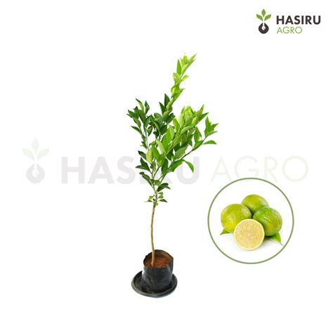 Full Sun Exposure Green Mosambi Fruit Plant For Fruits At Rs 100 Plant