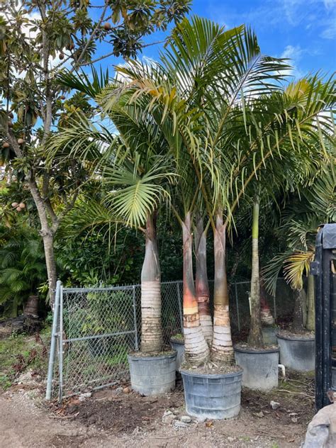 Spindle Palm Tree Buy Or Rent Palm Trees In Ct