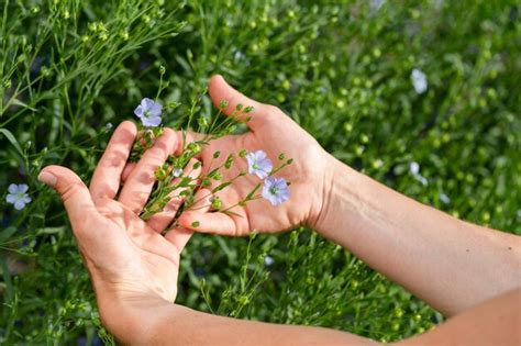 Premium Photo Female Hands Hold Flax Plants With Flowers Against The