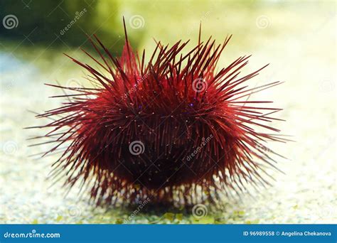 Beautiful Red Sea Urchin In The Aquarium Stock Photo Image Of Purple