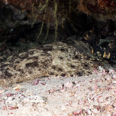 Tasselled wobbegong - Facts, Diet, Habitat & Pictures on Animalia.bio