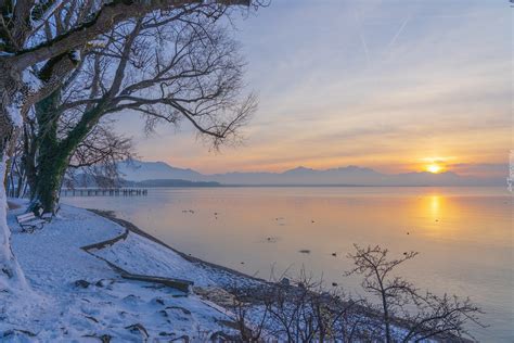 Awki Pod Drzewami W Niegu Na Brzegu Jeziora O Zachodzie S O Ca