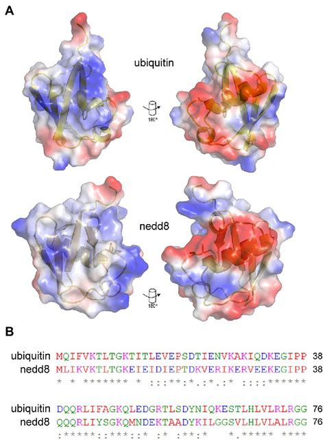 Frontiers Next Generation Sequencing Of A Combinatorial Peptide Phage