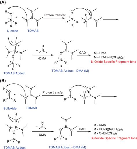 A Proposed Mechanisms For The Elimination Of DMA Upon Reactions Of