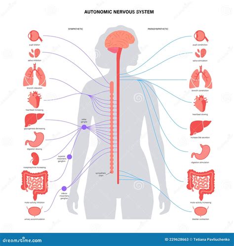 Schematic Diagram Autonomic Nervous System Anatomy The Nervous System