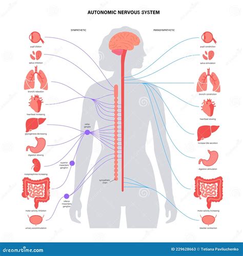 Autonomic nervous system stock vector. Illustration of brain - 229628663