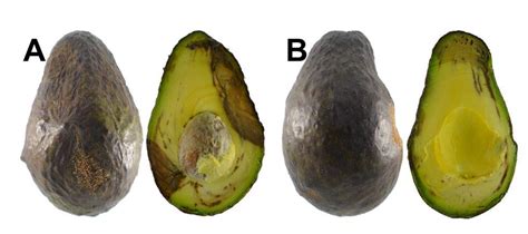 Figura A Frutos Con S Ntomas De Antracnosis Y B Pudrici N