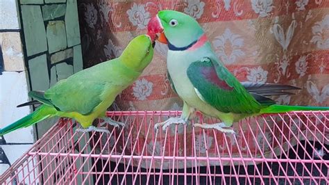 Gorgeous Raw Talking Parrot Feeding The Female Ringneck Parrot Looking So Cute Youtube