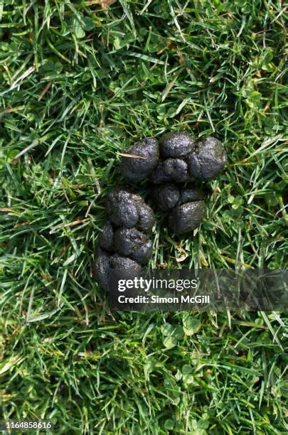 Kangaroo Poo Photos And Premium High Res Pictures Getty Images