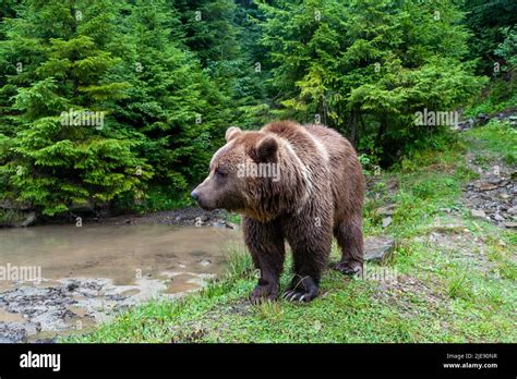 Wild Brown Bear Ursus Arctos In The Summer Forest Stock Photo Alamy