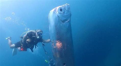 Mengenal Ikan Oarfish Dipercaya Pertanda Datangnya Bencana Bantentv