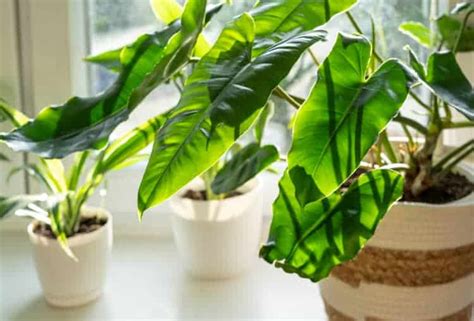 Philodendron Burle Marx Care Successful Plant Growing Guide