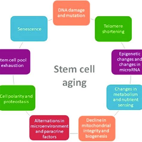 PDF Molecular Mechanisms Of Stem Cell Aging