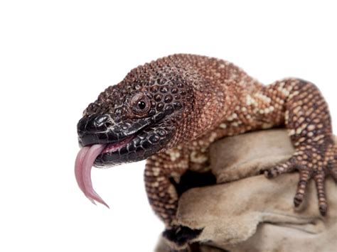 Mexican beaded lizard: habitat and characteristics