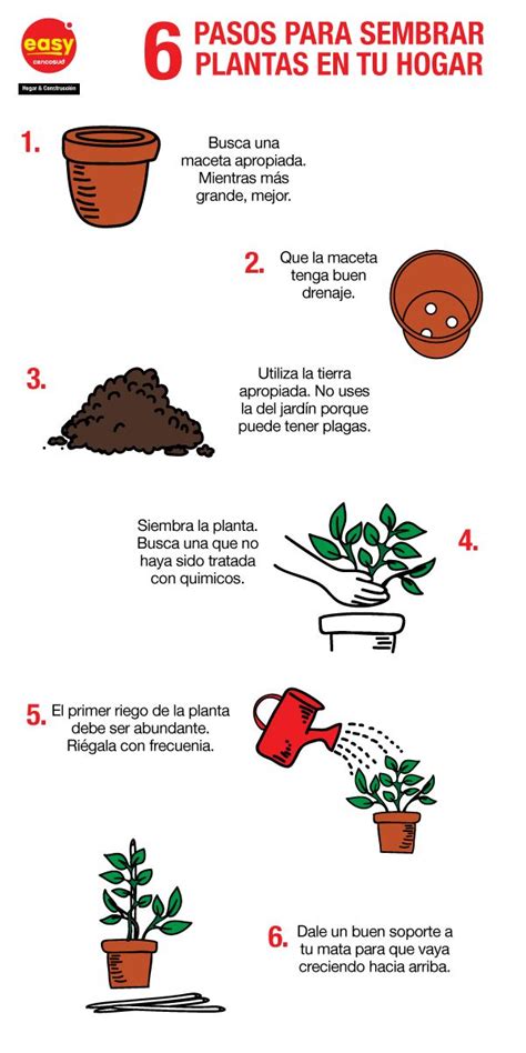 Pasos para sembrar una planta para niños Nucleo Jardin