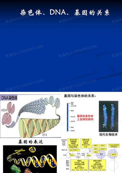 染色体、dna、基因的关系ppt模板下载 编号qmmynydv 熊猫办公