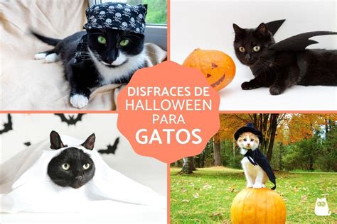 Disfraces De Halloween Para Gatos Ideas F Ciles Y Originales