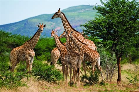 Namibia wildlife Photography Tour, 17-24 March 2018 | Daniel Kordan