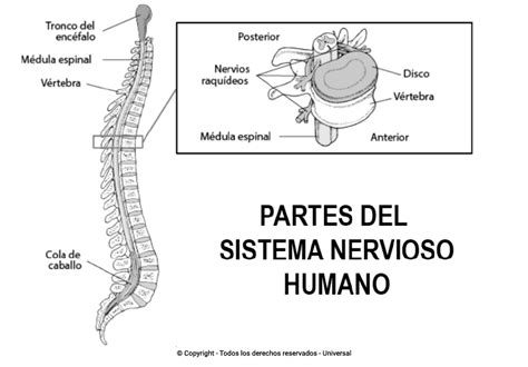 Los Mejores Dibujos Del Sistema Nervioso Para Colorear ☀️ Todo Para Colorear