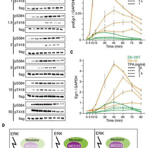 Effects Of Elk Tad Mutations On Tcf Target Gene Expression Cell