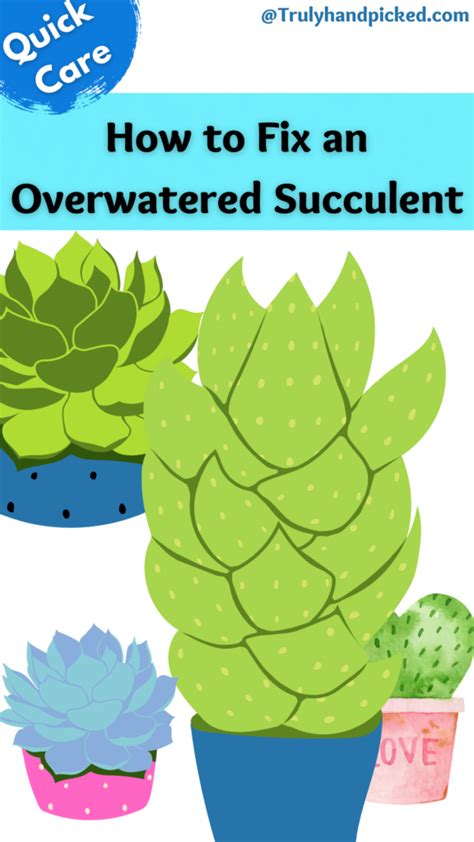 How To Save An Overwatered Succulent Signs Fix Plantcare