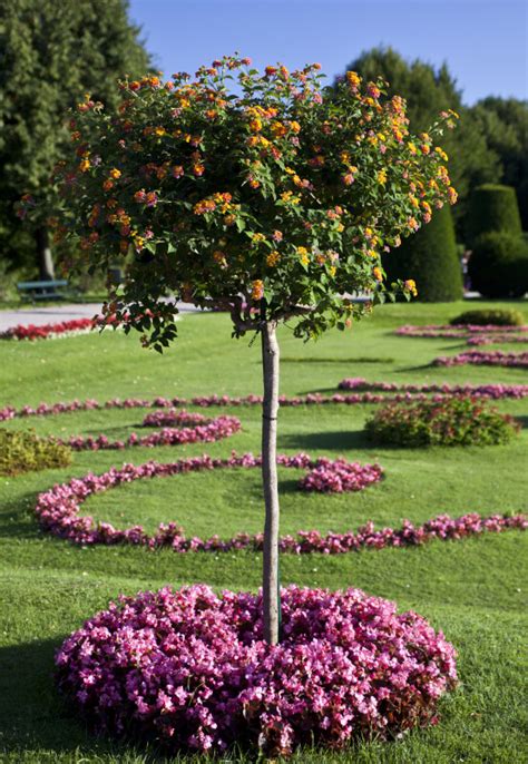 Small Tree with Flowers | ClipPix ETC: Educational Photos for Students ...