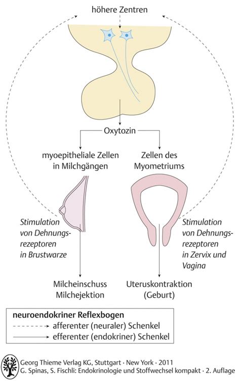 Physiologische Grundlagen Endokrinologie Und Stoffwechsel PolyBook