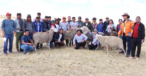 Ovinocultores Ayacuchanos Participaron De Pasant A En Cusco Y Puno