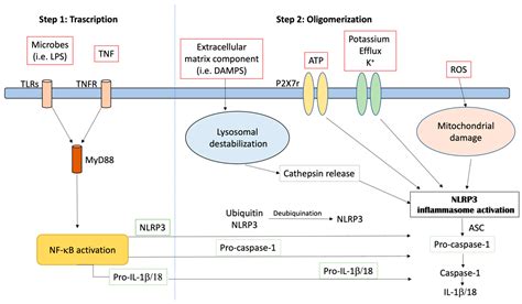 Ijms Free Full Text Focus On The Role Of Nlrp3 Inflammasome In Diseases