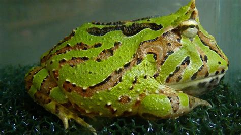 Green Horned Frog Camouflage By Digging Into Sand Stock Photo - Image ...