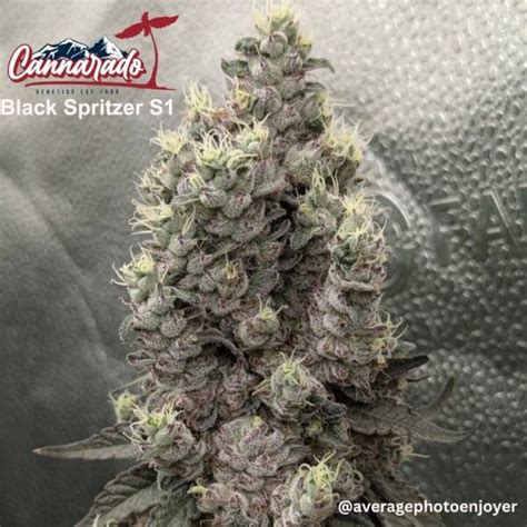 Black Spritzer S F Black Spritzer Drop Buy Cannabis Seeds Online