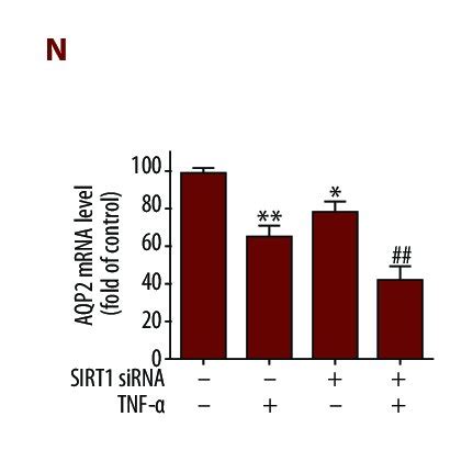 Tnf A Decreased Aqp Expression In Imcd Cells A Immunofluorescence