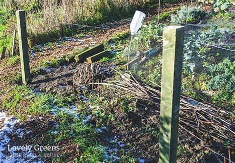 How To Build A Blackberry Trellis A Simple Way To Grow Thornless